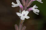 Carolina false vervain